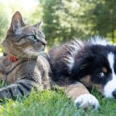 Imagen de archivo de un gato y un perro.