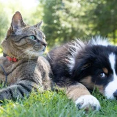 Imagen de archivo de un gato y un perro. Imagen de archivo de un gato y un perro.