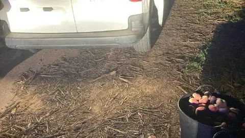 La Policía Local de Carlet evita un robo agrícola La Policía Local de Carlet evita un robo agrícola