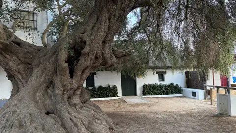 Choza en la aldea de El Rocío Choza en la aldea de El Rocío