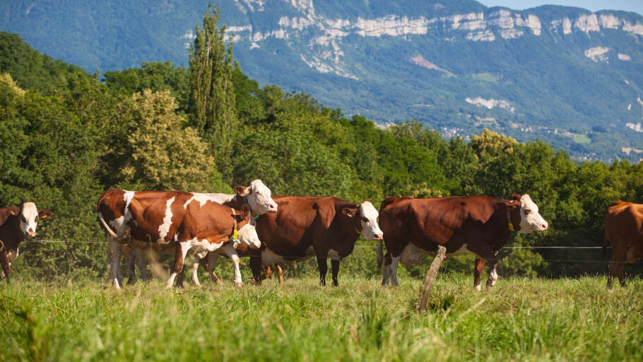 Vacas en un prado