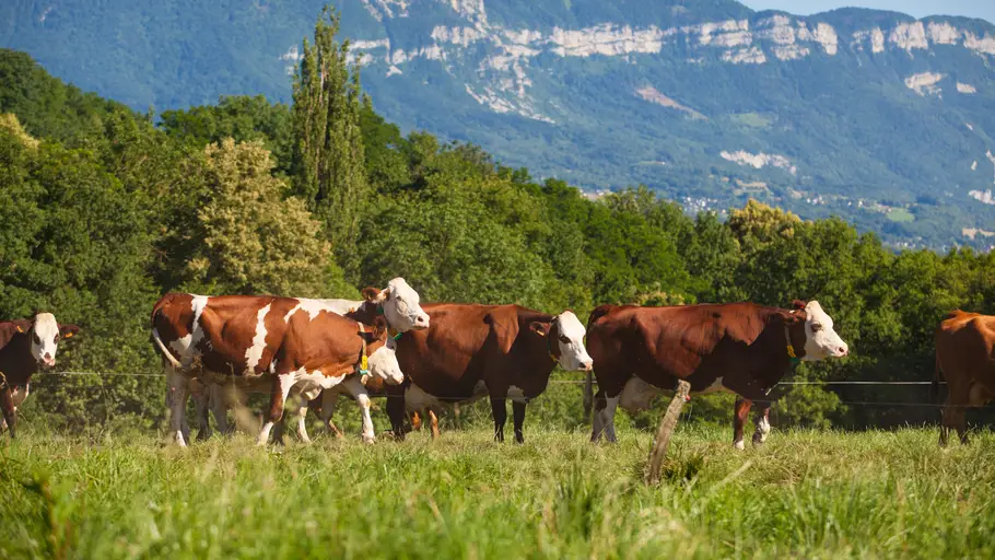Vacas en un prado Vacas en un prado