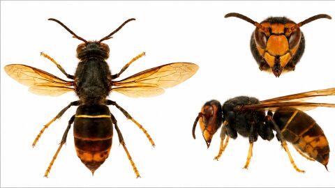 Avispa asi&aacute;tica
