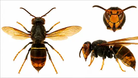 Avispa asiática Avispa asiática