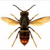 Avispa asiática