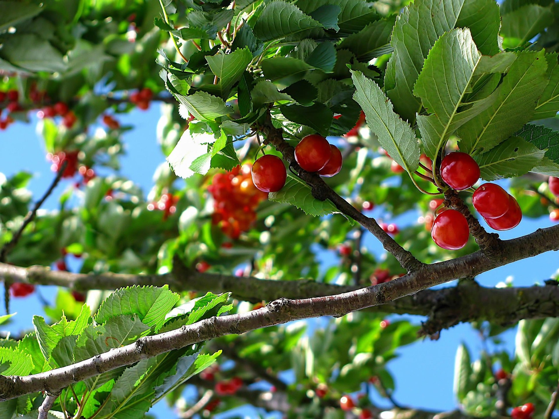 UAGA espera una campaña de fruta con 638.000 toneladas UAGA espera una campaña de fruta con 638.000 toneladas