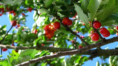 UAGA espera una campaña de fruta con 638.000 toneladas Los daños en los cultivos de cereza ascienden a 18 millones de euros