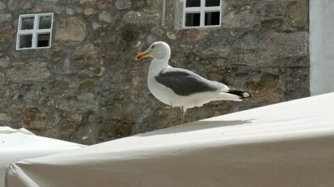 Gaviota