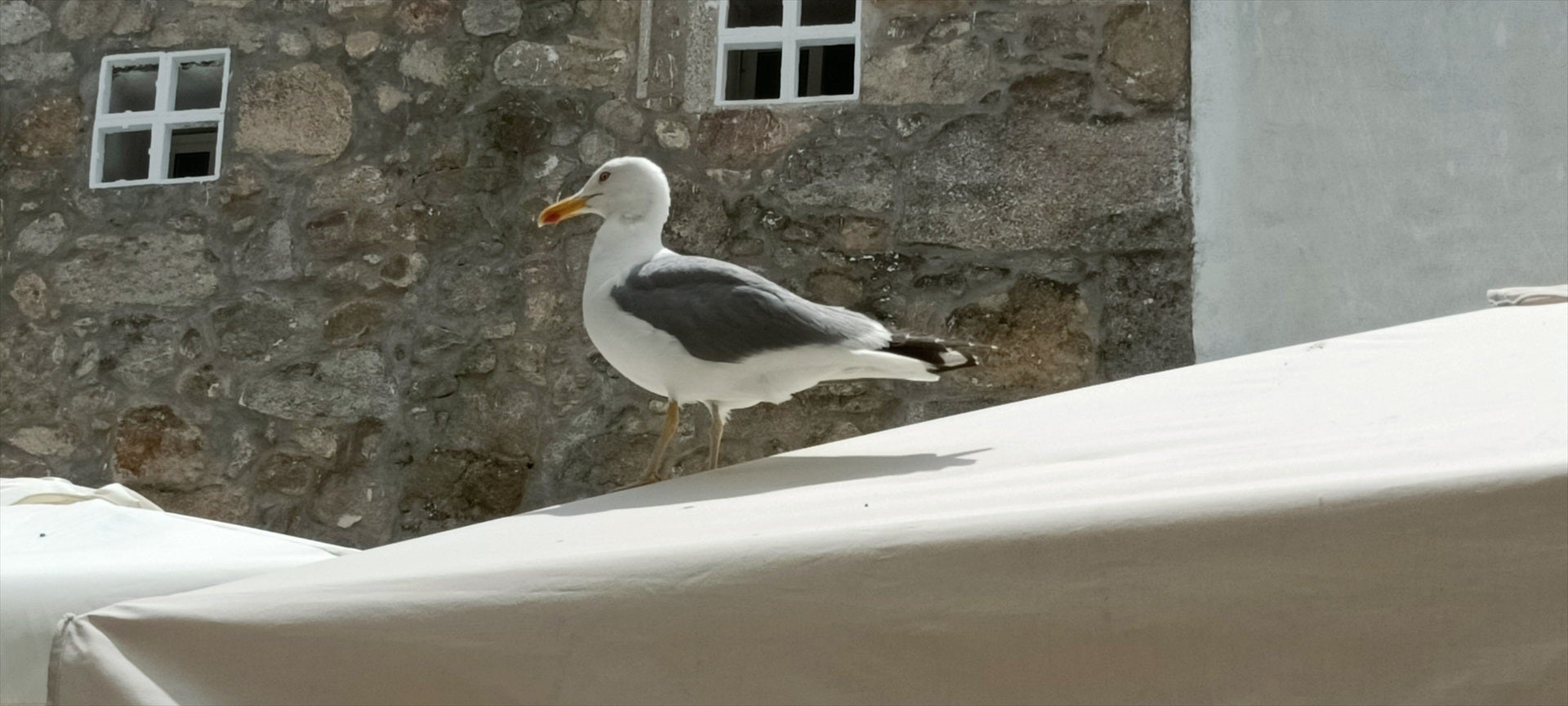 Concurso de imitación de gaviotas