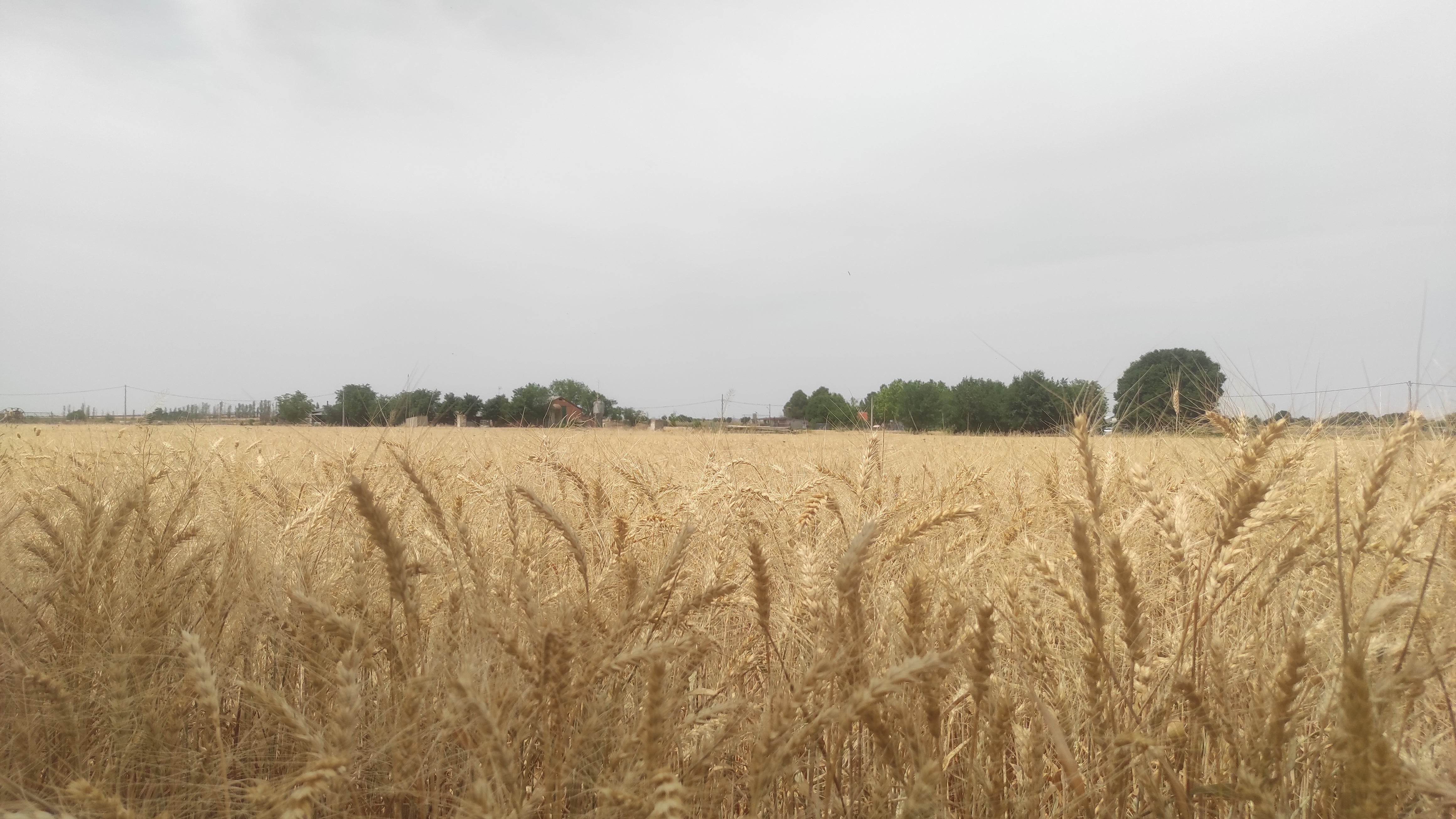 La cosecha de cereal se prevé media-alta en la provincia de Ciudad Real La cosecha de cereal se prevé media-alta en la provincia de Ciudad Real