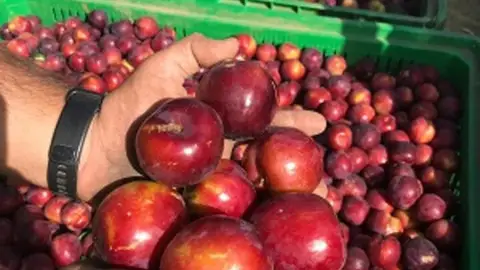 La producción de fruta de hueso caerá en Extremadura un 2,3% esta campaña por incidencias meteorológicas en primavera La producción de fruta de hueso caerá en Extremadura un 2,3% esta campaña por incidencias meteorológicas en primavera
