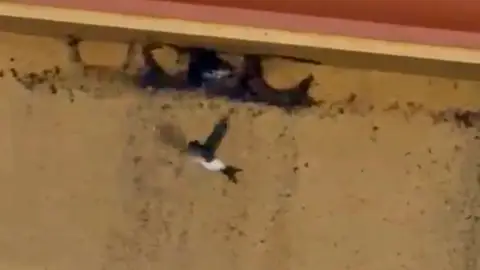 Investigado un vecino de Monesterio por destruir nidos de una especie protegida de avión común Investigado un vecino de Monesterio por destruir nidos de una especie protegida de avión común