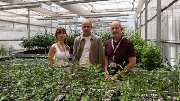 L'UJI i GEA Biotechnology desenvolupen una suspensió aquosa antifúngica per a prevenir les infeccions per fongs en cultius i fruites en les etapes pre i postcollita