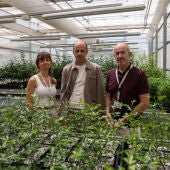 L'UJI i GEA Biotechnology desenvolupen una suspensió aquosa antifúngica per a prevenir les infeccions per fongs en cultius i fruites en les etapes pre i postcollita