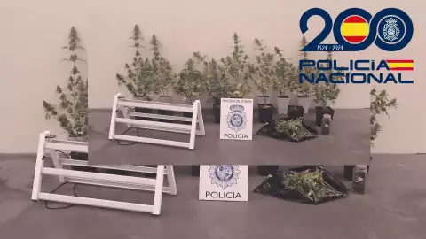 La Policía Nacional detiene a una persona por cultivar marihuana .