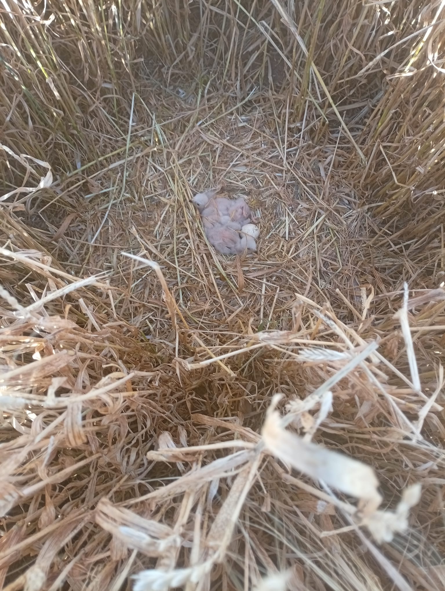 Localizados treinta y tres nidos de aguilucho cenizo en las comarcas de Campo de Calatrava y Campo de Montiel Localizados treinta y tres nidos de aguilucho cenizo en las comarcas de Campo de Calatrava y Campo de Montiel