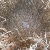 Nido de aguilucho cenizo en un campo de cereal. Campaña conservación 2026