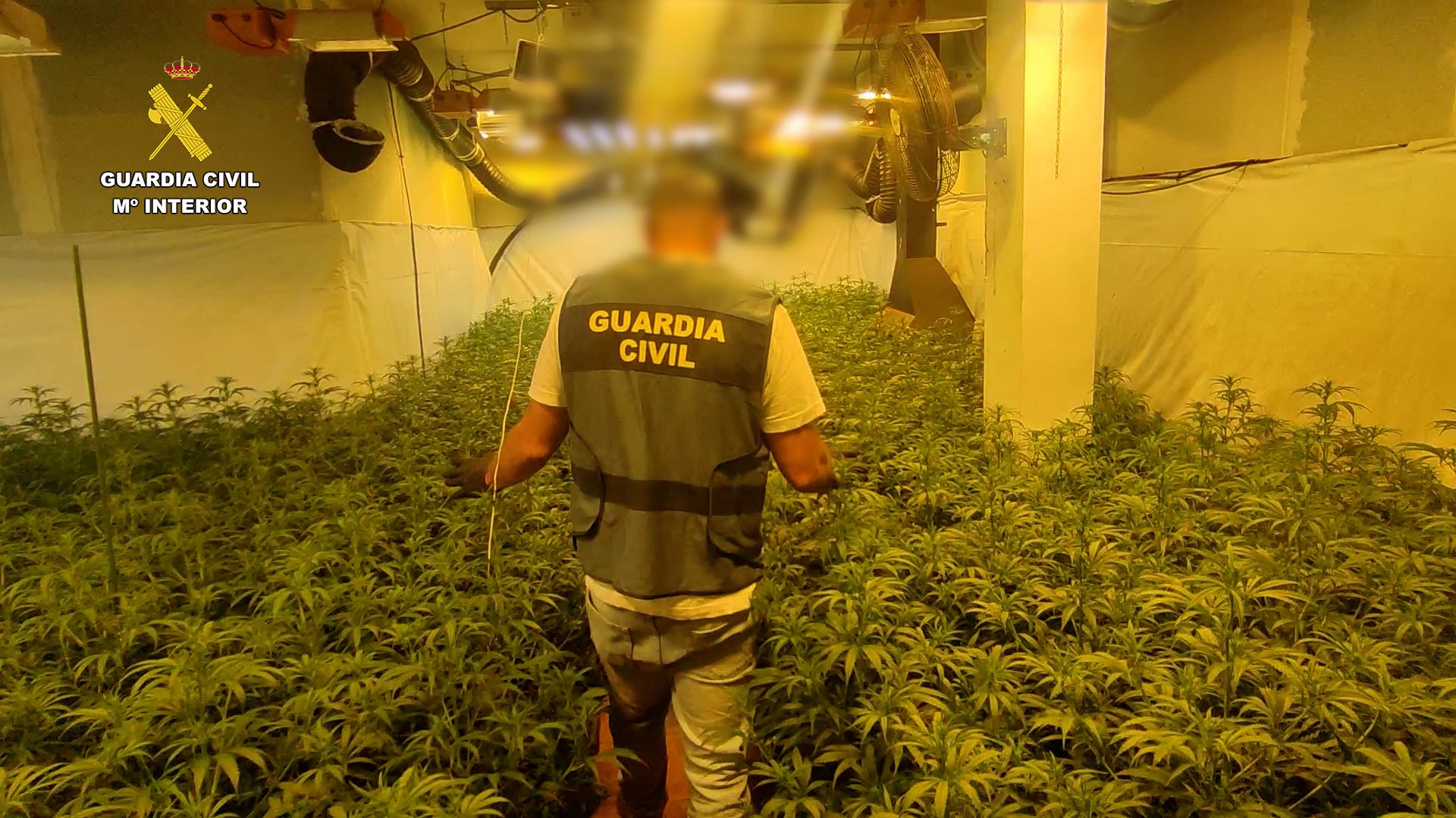 La Guardia Civil desmantela dos plantaciones de marihuana en Benicarló y Torreblanca La Guardia Civil desmantela dos plantaciones de marihuana en Benicarló y Torreblanca
