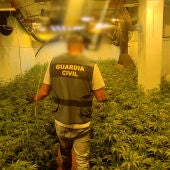 La Guardia Civil desmantela dos plantaciones de marihuana en Benicarló y Torreblanca