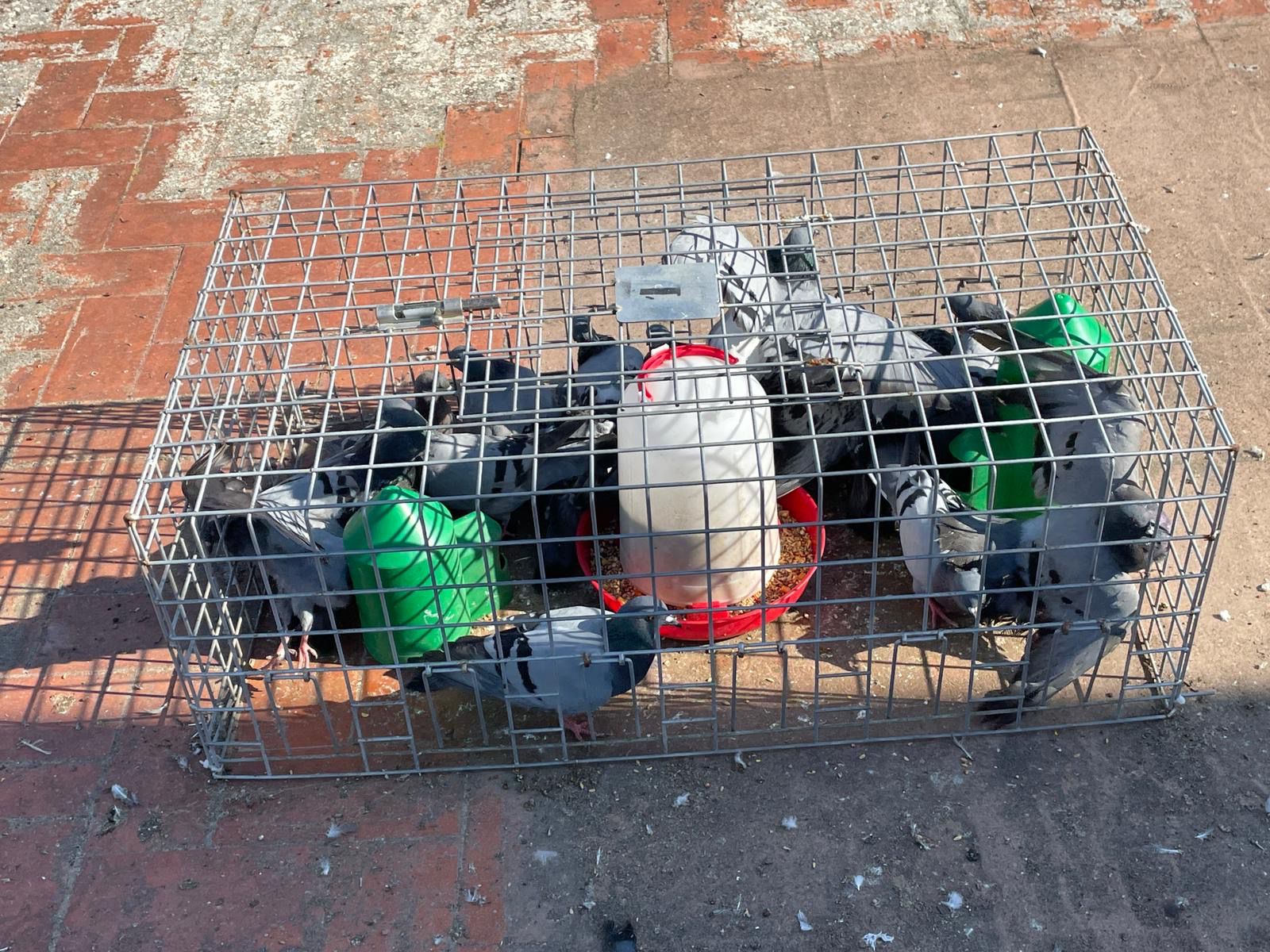 Alzira consigue reducir a la mitad la presencia de palomas en la ciudad episode artwork