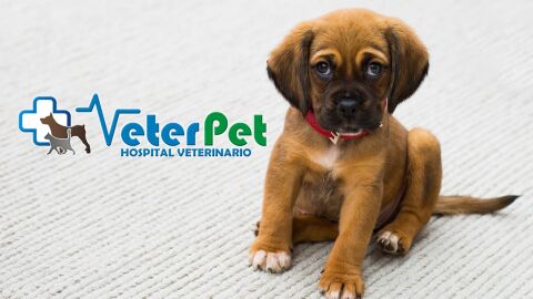 Cl&iacute;nicas Veterinarias VETERPET