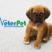 Clínicas Veterinarias VETERPET