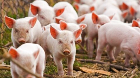 s productores de cochinillo de Segovia abandonan la mesa de precios de la lonja de Segovia 