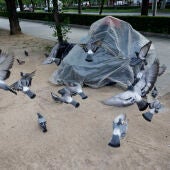 Un grupo de palomas revolotea alrededor de las pertenencias de una persona sin hogar. EFE/Mariscal