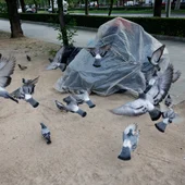 Un grupo de palomas revolotea alrededor de las pertenencias de una persona sin hogar. EFE/Mariscal Un grupo de palomas revolotea alrededor de las pertenencias de una persona sin hogar. EFE/Mariscal
