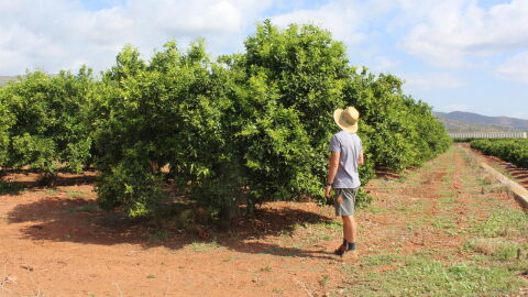 Un agricultor observa sus naranjos