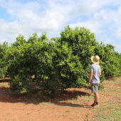 Un agricultor observa sus naranjos