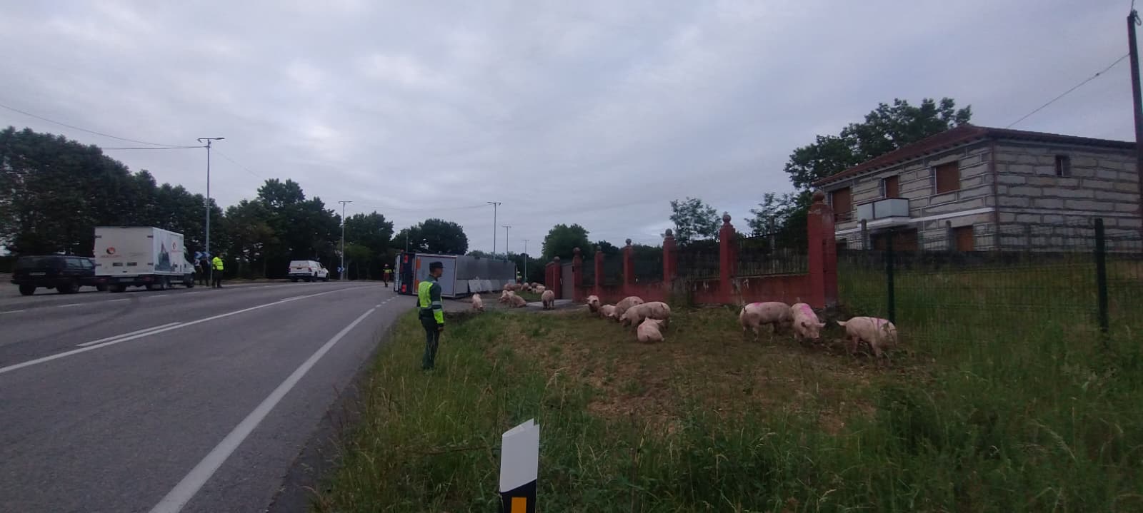 Porcos desperdigados tras un sinistro vial en Sandiás Porcos desperdigados tras un sinistro vial en Sandiás
