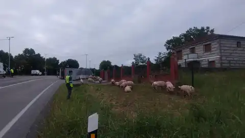 Porcos desperdigados tras un sinistro vial en Sandiás Porcos desperdigados tras un sinistro vial en Sandiás