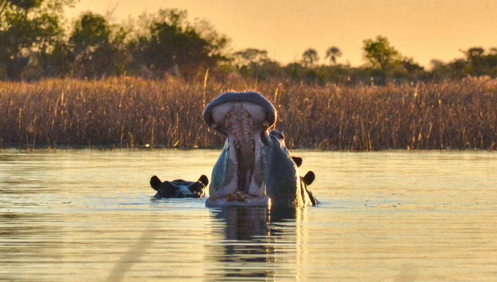 Hipopótamo en el Okavango