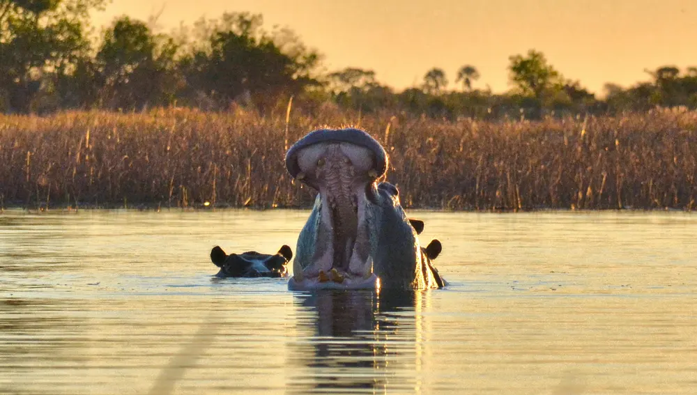 Hipopótamo en el Okavango Hipopótamo en el Okavango