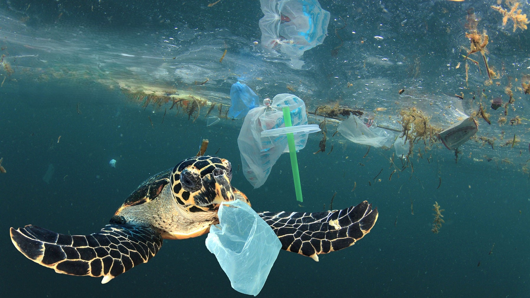 Sea Life Benalmádena celebra la Semana de los Océanos para concienciar sobre la protección marina Sea Life Benalmádena celebra la Semana de los Océanos para concienciar sobre la protección marina