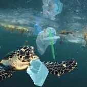 Sea Life Benalmádena celebra la Semana de los Océanos para concienciar sobre la protección marina
