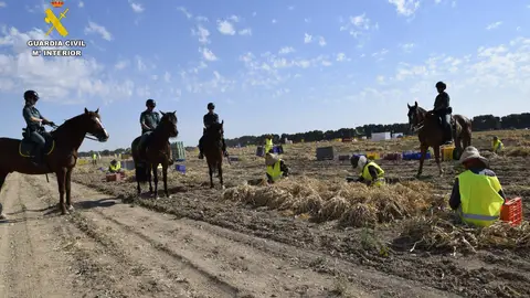 La Guardia Civil de Albacete refuerza el operativo de la campaña de recogida del ajo con el Grupo de Caballería La Guardia Civil de Albacete refuerza el operativo de la campaña de recogida del ajo con el Grupo de Caballería