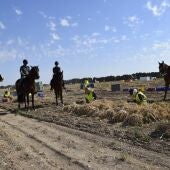 La Guardia Civil de Albacete refuerza el operativo de la campaña de recogida del ajo con el Grupo de Caballería