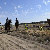 La Guardia Civil de Albacete refuerza el operativo de la campaña de recogida del ajo con el Grupo de Caballería La Guardia Civil de Albacete refuerza el operativo de la campaña de recogida del ajo con el Grupo de Caballería