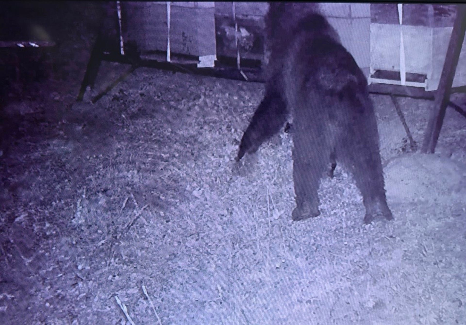 Un oso destroza varios colmenares en Campoo de Ebro Un oso destroza varios colmenares en Campoo de Ebro
