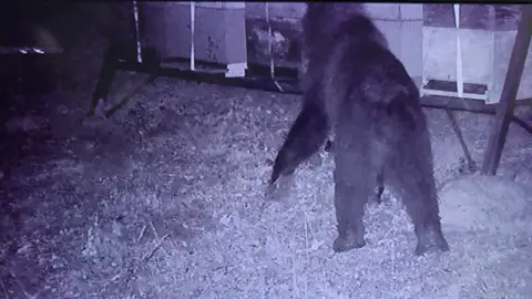 Un oso destroza varios colmenares en Campoo de Ebro Un oso destroza varios colmenares en Campoo de Ebro