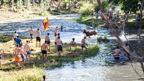 Vacas por el Tajo en Trillo.
