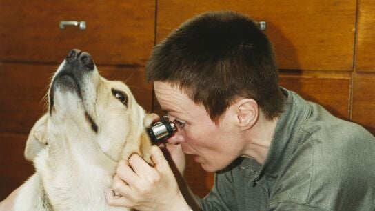 Veterinaria examinando los o&iacute;dos de un perro golden retriever