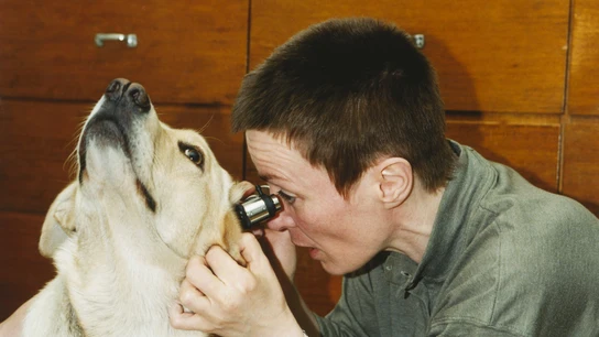Veterinaria examinando los oídos de un perro golden retriever Veterinaria examinando los oídos de un perro golden retriever