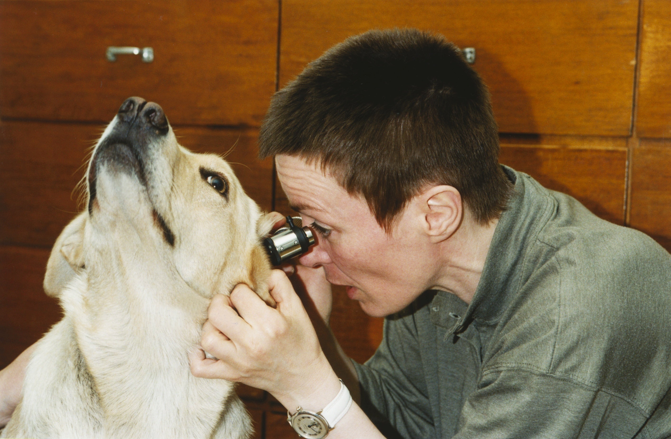 Veterinaria examinando los oídos de un perro golden retriever Veterinaria examinando los oídos de un perro golden retriever