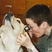 Veterinaria examinando los oídos de un perro golden retriever
