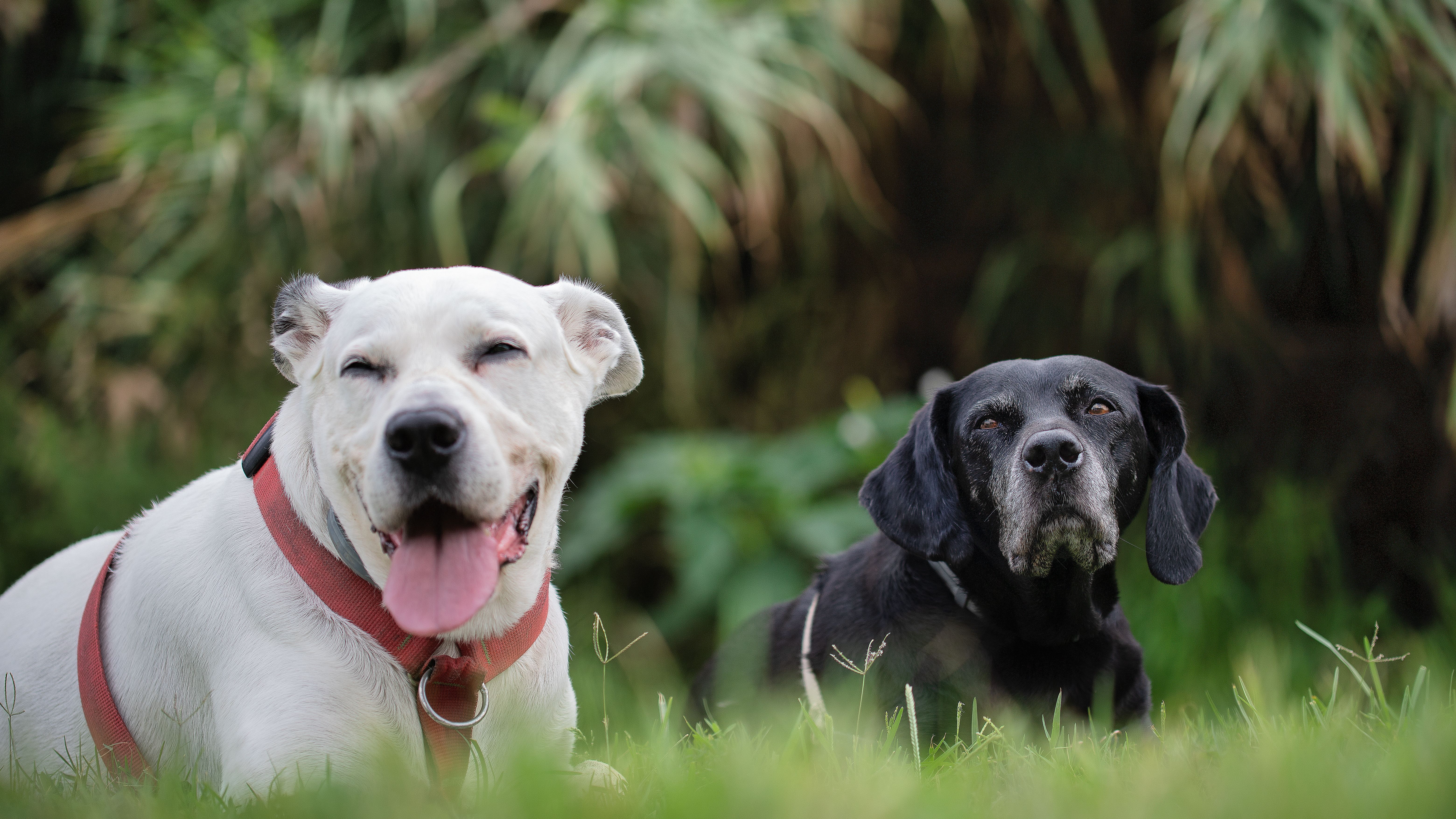 Dos perros en espacios verdes Dos perros en espacios verdes