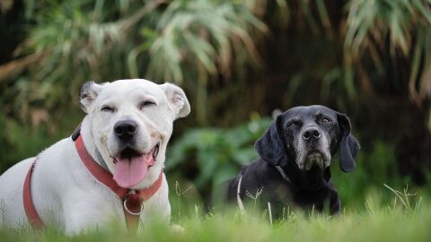 Dos perros en espacios verdes 