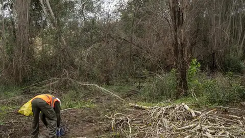 La Confederación Hidrográfica del Guadiana licita trabajos de saneamiento forestal en canales y embalses de la cuenca La Confederación Hidrográfica del Guadiana licita trabajos de saneamiento forestal en canales y embalses de la cuenca